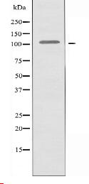 AF10 Antibody