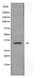 CA13 Antibody