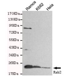 Rab2 Mouse mAb