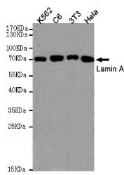 Lamin A Mouse mAb