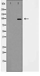 CEP97 Antibody