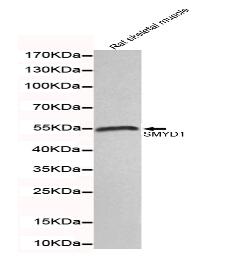 SMYD1 Mouse mAb