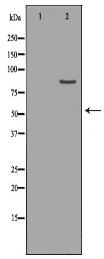 CLCN5 Antibody