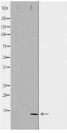 CGA Antibody