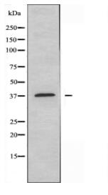 CA3 Antibody