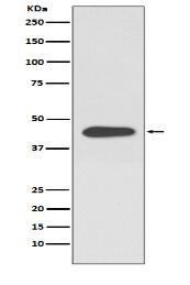 V5-tag Antibody(HRP conjugated)