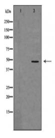 CASP1 Antibody