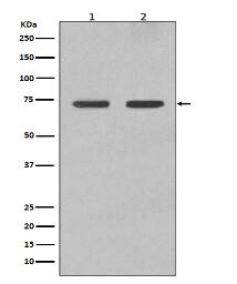 Lamin B1 Antibody
