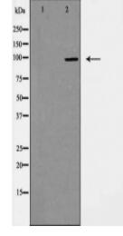 GPR133 Antibody