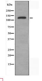 ATXN2 Antibody
