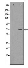 CFH Antibody