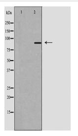 AKAP1 Antibody