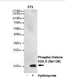 Histone H2A.X(Phospho-Ser139) Mouse mAb