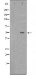 CARD8 Antibody
