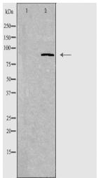 CDH7 Antibody