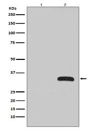 GFP Antibody(HRP conjugated)