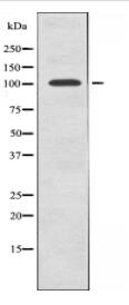 DDR1 Antibody