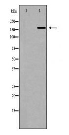 COL5A1 Antibody