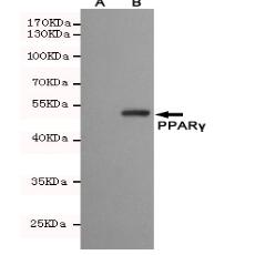 PPARγ Mouse mAb