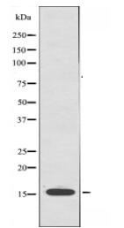CYB5 Antibody