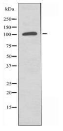 BUB1 Antibody