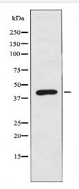 5-HT-4 Antibody