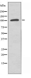 CIITA Antibody