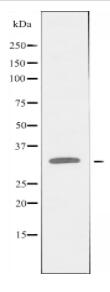 BCL2L12 Antibody
