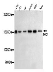 DBC1 Mouse mAb