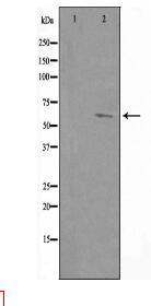 CLIP3 Antibody