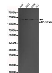 ATP-Citrate Lyase(C-term) Mouse mAb
