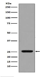 GST Antibody