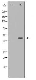 CNTFR Antibody