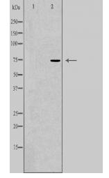 CLCNKA Antibody