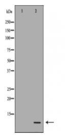 DEFB121 Antibody