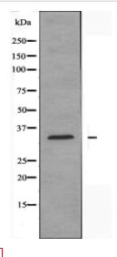 ATPAF2 Antibody