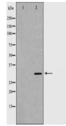 CASP3 Antibody
