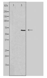 ADCK5 Antibody