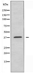 KAPC A/B Antibody