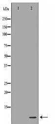 YWHAB Antibody