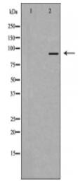 MLTK Antibody