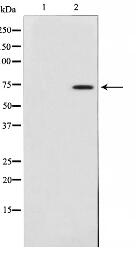 Collagen XIIIalpha 1 Antibody