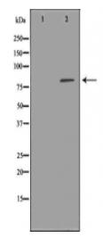 NCSTN Antibody