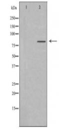 MLH1 Antibody