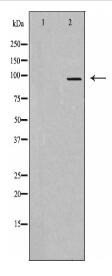 SRPK1 Antibody