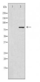 NADAP Antibody