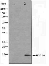 HSP10 Antibody