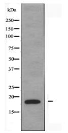 NBL1 Antibody