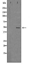 VEGFC Antibody