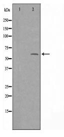 SNX4 Antibody